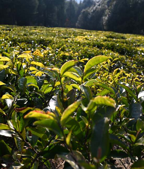 Tea Gardens Champawat